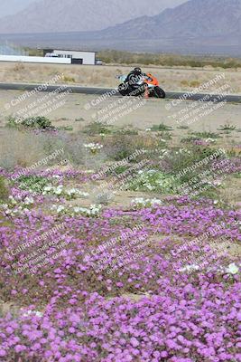 media/Feb-04-2023-SoCal Trackdays (Sat) [[8a776bf2c3]]/Turn 15 Inside Blooming (1050am)/